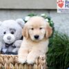 Image of Breeze, a Golden Retriever puppy