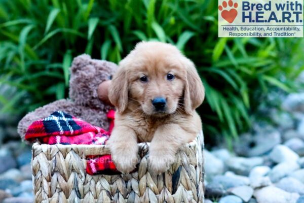 Image of Clover, a Golden Retriever puppy