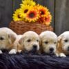 Image of Creams ready June 24, a Golden Retriever puppy