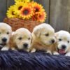 Image of Creams ready June 24, a Golden Retriever puppy