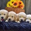 Image of Creams ready June 24, a Golden Retriever puppy