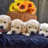 Image of Creams ready June 24, a Golden Retriever puppy