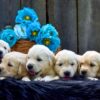 Image of Creams ready June 24, a Golden Retriever puppy