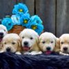 Image of Creams ready June 24, a Golden Retriever puppy