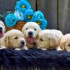 Image of Creams ready June 24, a Golden Retriever puppy