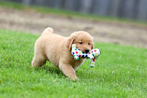 Image of Flora, a Golden Retriever puppy