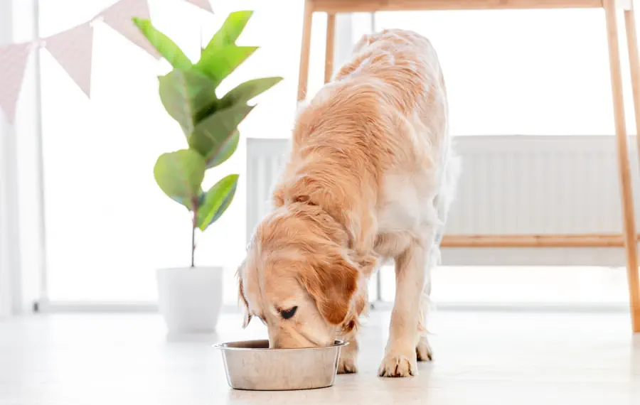 How to Keep a Golden Retriever Healthy During Summer