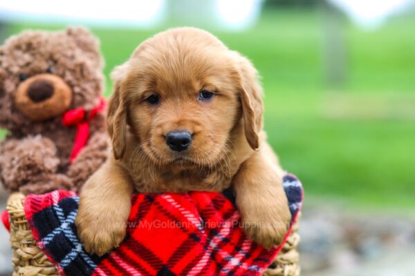 Image of Jack, a Golden Retriever puppy