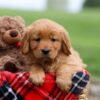 Image of Janessa, a Golden Retriever puppy
