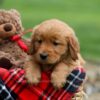 Image of Janessa, a Golden Retriever puppy