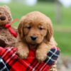 Image of Janessa, a Golden Retriever puppy
