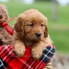 Image of Janessa, a Golden Retriever puppy