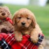 Image of Janessa, a Golden Retriever puppy