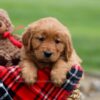 Image of Janessa, a Golden Retriever puppy