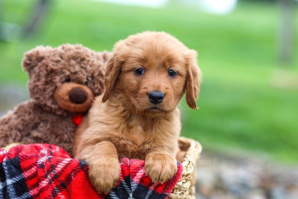 Image of Jazzy, a Golden Retriever puppy