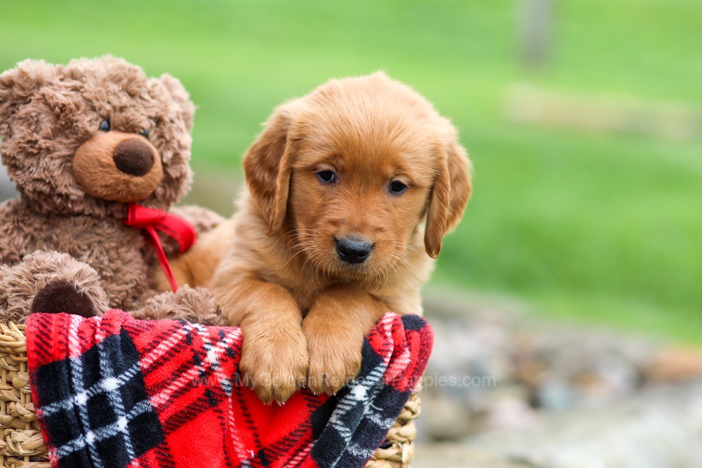 Jet Image of Jet, a Golden Retriever puppy