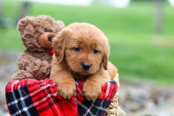 Image of June, a Golden Retriever puppy