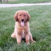 Image of Liberty, a Golden Retriever puppy
