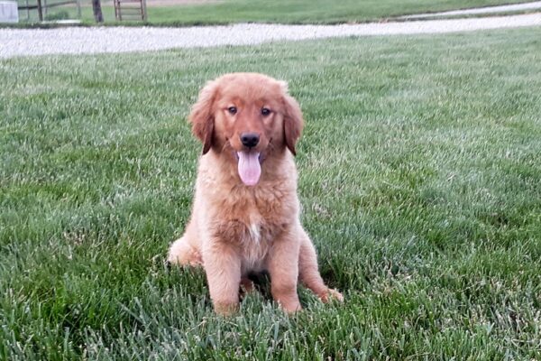 Image of Liberty, a Golden Retriever puppy