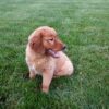 Image of Liberty, a Golden Retriever puppy