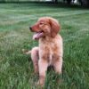 Image of Liberty, a Golden Retriever puppy