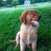 Image of Liberty, a Golden Retriever puppy