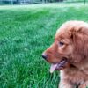 Image of Liberty, a Golden Retriever puppy