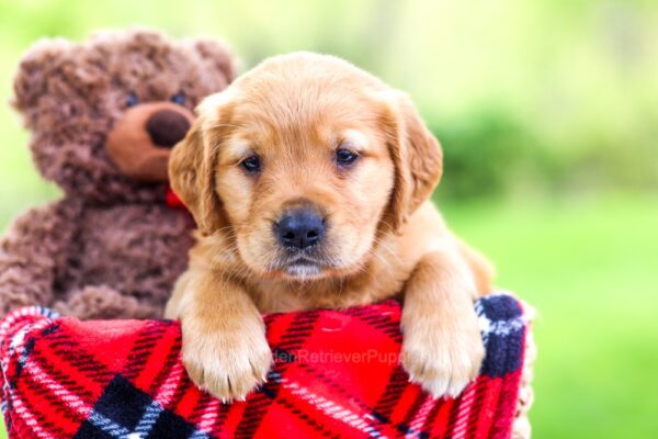Image of Nala, a Golden Retriever puppy