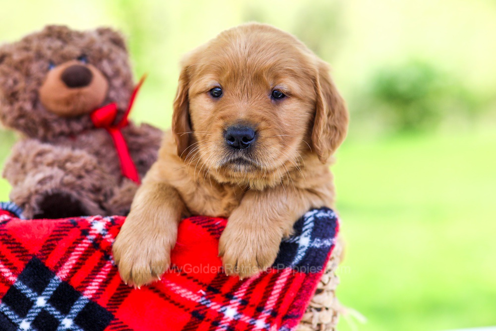 Nancy Image of Nancy, a Golden Retriever puppy
