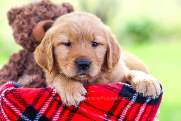 Image of Nash, a Golden Retriever puppy