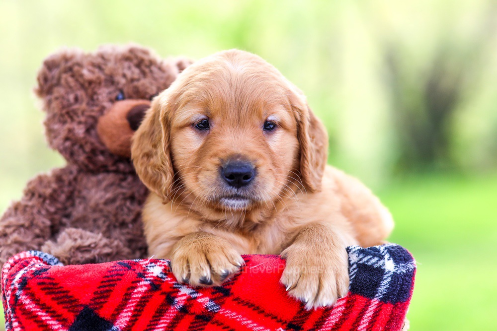 Natalie My Golden Retriever Puppies natalie-my-golden-retriever-puppies