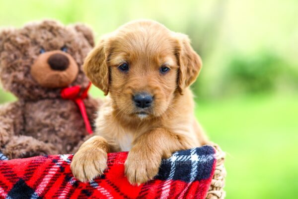 Image of Nellie, a Golden Retriever puppy