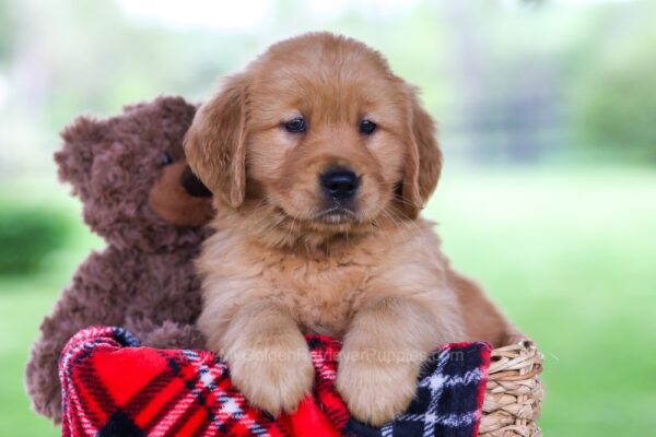 Image of Oaklee, a Golden Retriever puppy