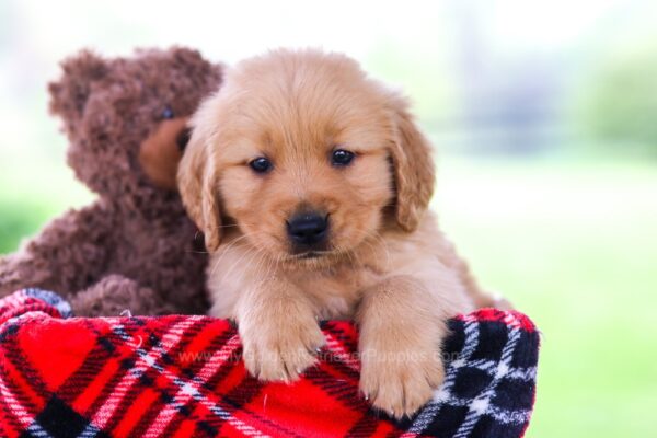 Image of Obi, a Golden Retriever puppy