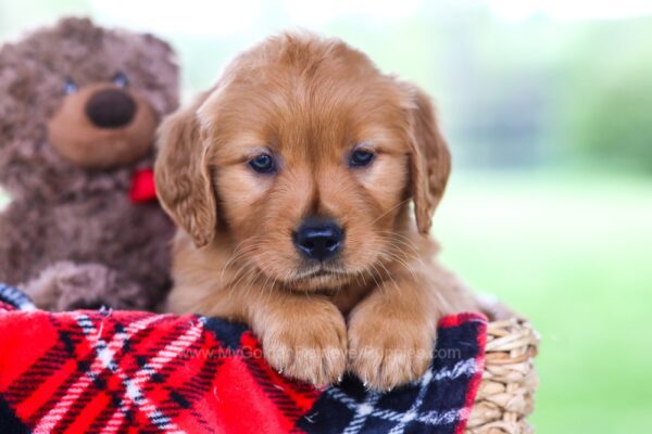 Image of Odessa, a Golden Retriever puppy