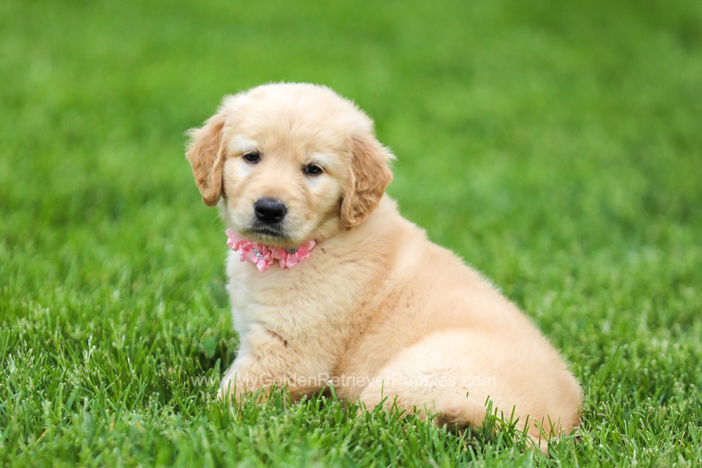 Savannah Image of Savannah, a Golden Retriever puppy