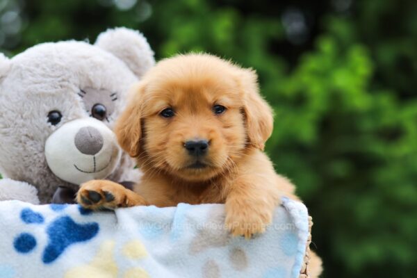 Image of Shadow, a Golden Retriever puppy