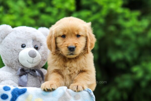 Image of Stella, a Golden Retriever puppy