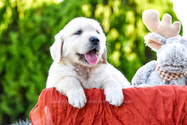 Image of Tessa, a Golden Retriever puppy
