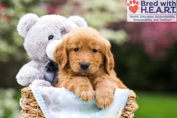 Image of Vegas, a Golden Retriever puppy