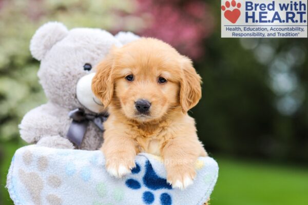 Image of Verona, a Golden Retriever puppy