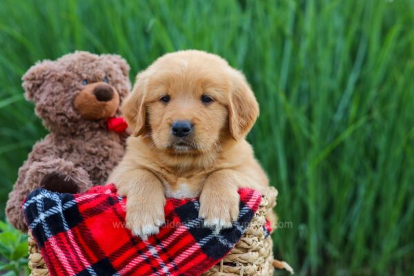 Image of Wade, a Golden Retriever puppy
