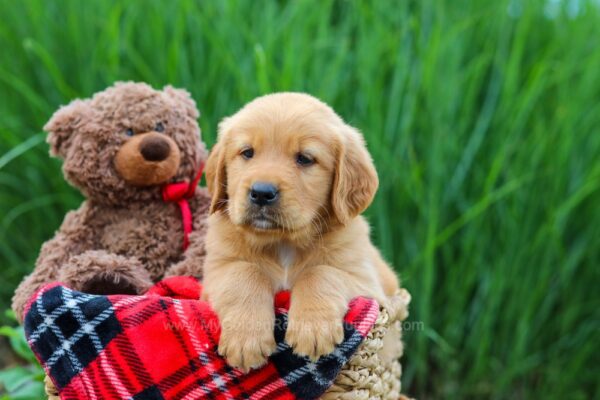 Image of Warrior, a Golden Retriever puppy