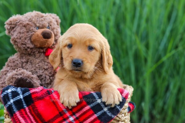 Image of Whisper, a Golden Retriever puppy