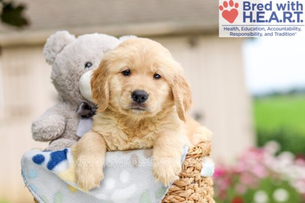 Image of Adele, a Golden Retriever puppy