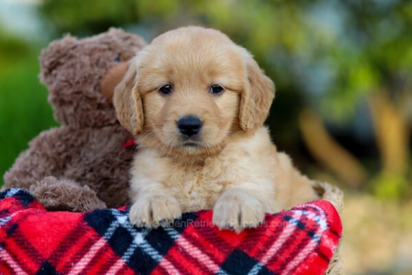 Image of Alice, a Golden Retriever puppy