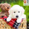 Image of Barbie, a Golden Retriever puppy