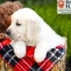 Image of Barbie, a Golden Retriever puppy