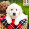 Image of Barbie, a Golden Retriever puppy