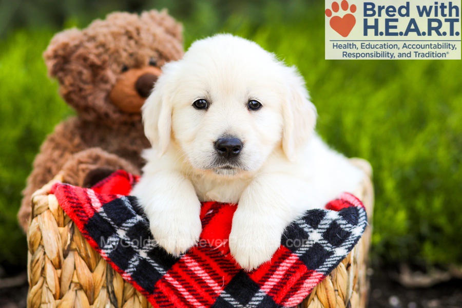 Barbie My Golden Retriever Puppies